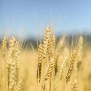 Wheat